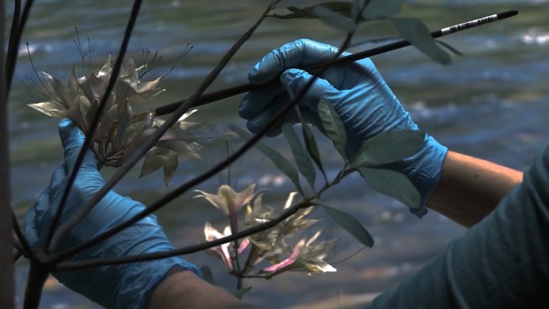 Green Grey Black Brown - Still 1